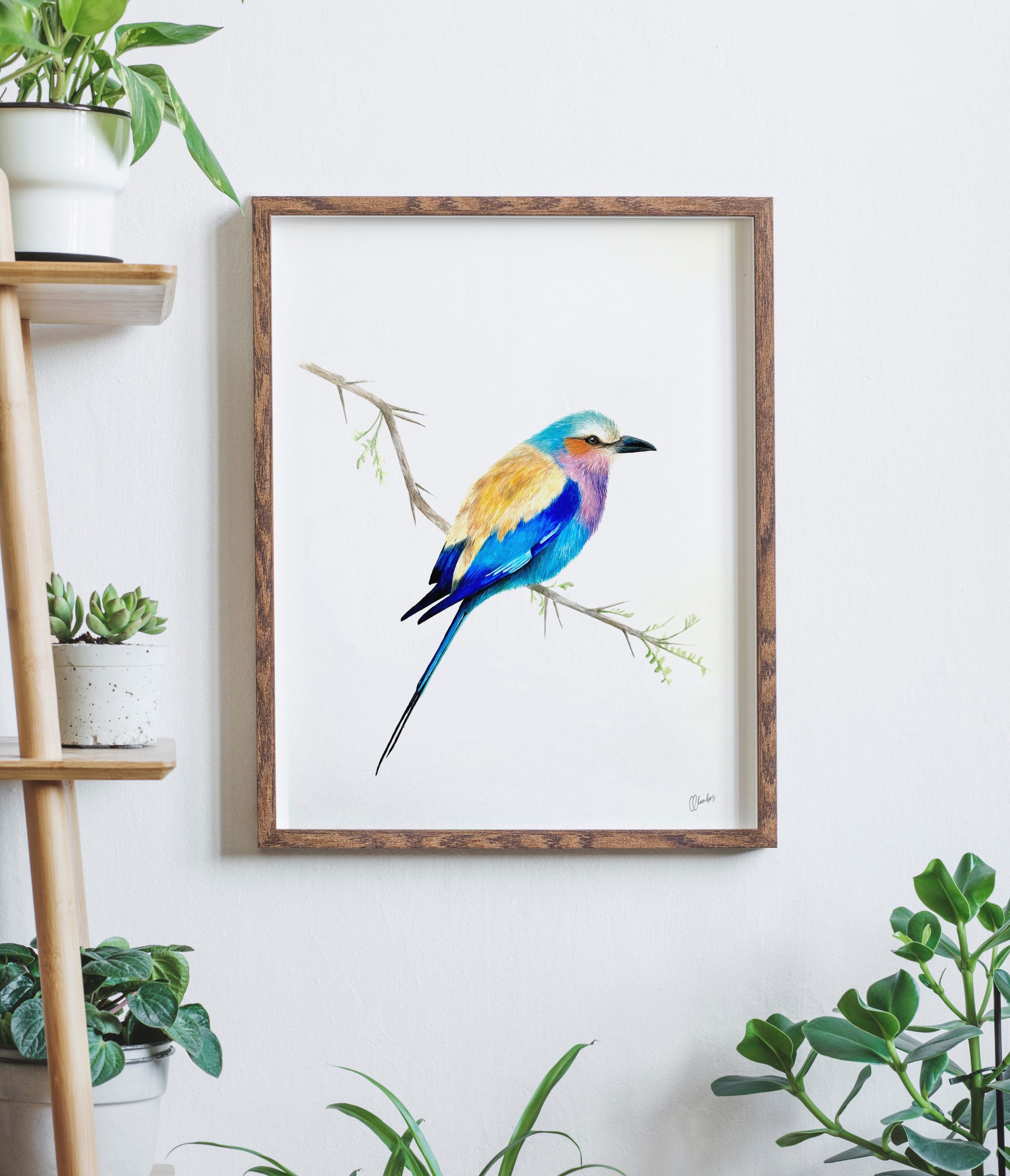 Lilac-Breasted Roller - Image 4